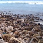 Sampah Kelapa pantai kuta