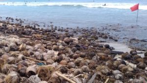 Sampah Kelapa pantai kuta