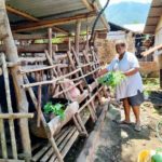 Di Desa Wailolong Daun Kelor untuk Makanan Babi