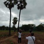 Pohon Lontar Menjulang Tinggi di Kebun Sang Tuna Netra