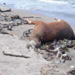 Bangkai Sapi Terdampar di Pantai Jerman, Sampah Kiriman Berserakan