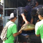 Penyelundupan 32 Ekor Penyu Hijau Digagalkan di Denpasar