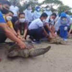 Pelepasliaran penyu hijau di Pantai Kuta