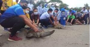 Pelepasliaran penyu hijau di Pantai Kuta