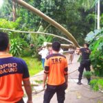 TRC BPBD Kabupaten Badung melakukan penanganan pohon yang tumbang