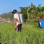 Asuransi Usaha Tani Padi (AUTP) melindungi petani dengan memberikan pertanggungan ketika gagal panen