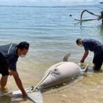 Ikan Duyung Berukuran Besar Ditemukan Terdampar di Pantai Sanur