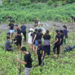 Tanam Mangrove di kawasan Pantai Kuta