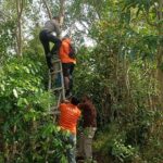 Geger! Pemuda Polandia Ditemukan Tewas Gantung Diri di Pohon