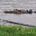 Tiga Kali Ditarik Buaya ke dalam Sungai, Ibu 42 Tahun ini Selamat