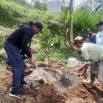 Made Sudiana, saat menanam bibit alpukat perdana, bersama petani di Jempana, Desa Plaga, Kecamatan Perang, Badung.