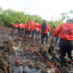 Kominutas Siap Darling (Sadar Lingkungan) menanam bibit Mangrove di Kawasan Hutan Mangrove Pemogan Denpasar, Bali, Rabu (31/08/2022) dalam kegiatan Djarumm Tress for Life (DTFL)