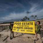 Puluhan aktivis Greenpeace, LBH Palangkaraya, Save Our Borneo, dan WALHI Kalimantan Tengah, membentangkan spanduk raksasa bertuliskan “Food Estate Feeding Climate Crisis” di area proyek food estate garapan Kementerian Pertahanan di Gunung Mas, Kalimantan Tengah.