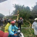 Lokasi kejadian pohon tumbang di Jalan Wolter Monginsidi, Kelurahan Lateri, Kecamatan Baguala, Kota Ambon.