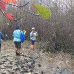 Ratusan pohon mangrove dikawasan Poka diduga mati akibat limbah PLN.