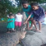 Buaya 3,2 meter di temukan dan dibunuh warga Negeri Tananahu