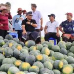 I Nengah Tamba turun langsung ke lapangan untuk mengetahui proses panen semangka, ia mengatakan hasil panen dapat mencapai 40 ton dalam 1 hektar lahan pertanian.