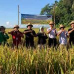 Badung Gelar Panen Padi Nusantara 1 Juta Hektar di Subak Aban