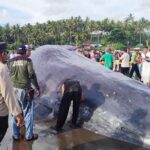 Ikan Paus Sperma terdampar di Pantai Yeh Leh Jembrana Bali