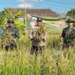 Kabupaten Klungkung Masuki Musim Panen Padi Ciherang