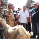 Bupati Jembrana I Nengah Tamba saat memantau pengecekan kesehatan hewan kurban. (Foto: Istimewa)