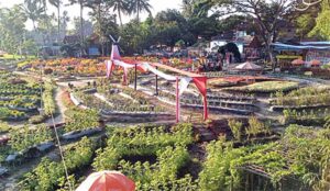 Sawah Kakung Magelang, Berpadunya Keindahan Alam dan Agrowisata Penopang Kemandirian Pangan