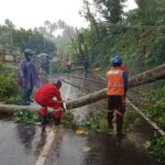 Penanganan pohon tumbang di jalan raya Desa Muncan, Kecamatan Selat, Kabupaten Karangasem