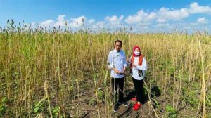 Foto Dkoumen: Presiden Joko Widodo menyaksikan panen sorgum bersama Ibu Iriana Joko Widodo di PT Sorghum Indonesia, Kabupaten Sumba Timur, Provinsi Nusa Tenggara Timur, pada Kamis, 2 Juni 2022. (Foto: BPMI Setpres/Laily Rachev)