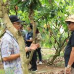 Kebun Kakao Desa Ekasari Jembrana. (Foto: M-011)