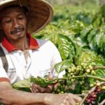 Hari Kopi Internasional: Nestlé Jalin Kemitraan untuk Berikan Asuransi Cuaca pada Petani