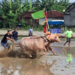 Makepung Lampit, Ajang  Menjaga Warisan Budaya