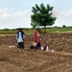 Babinsa di Wilayah Teritorial Kodim Lamongan Serentak Dampingi Petani