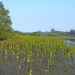 Dari Mangrove Bali, Lahir Inovasi Wisata dan Kuliner