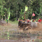 Berpacu Dilumpur, Makepung Lampit 2024 Digelar