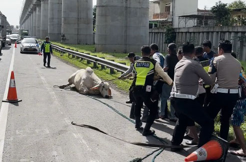 Petugas mengamankan sapi di jalan Tol Cikampek Km 18.